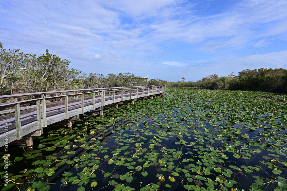 Anhinga Trail Boardwalk over ponds covered in lily pads in Everglades National Park, Florida on a sunny winter morning.