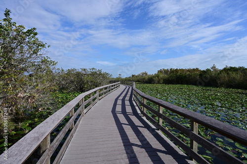 Anhinga Trail Boardwalk over ponds covered in lily pads in Everglades National Park, Florida on a sunny winter morning.