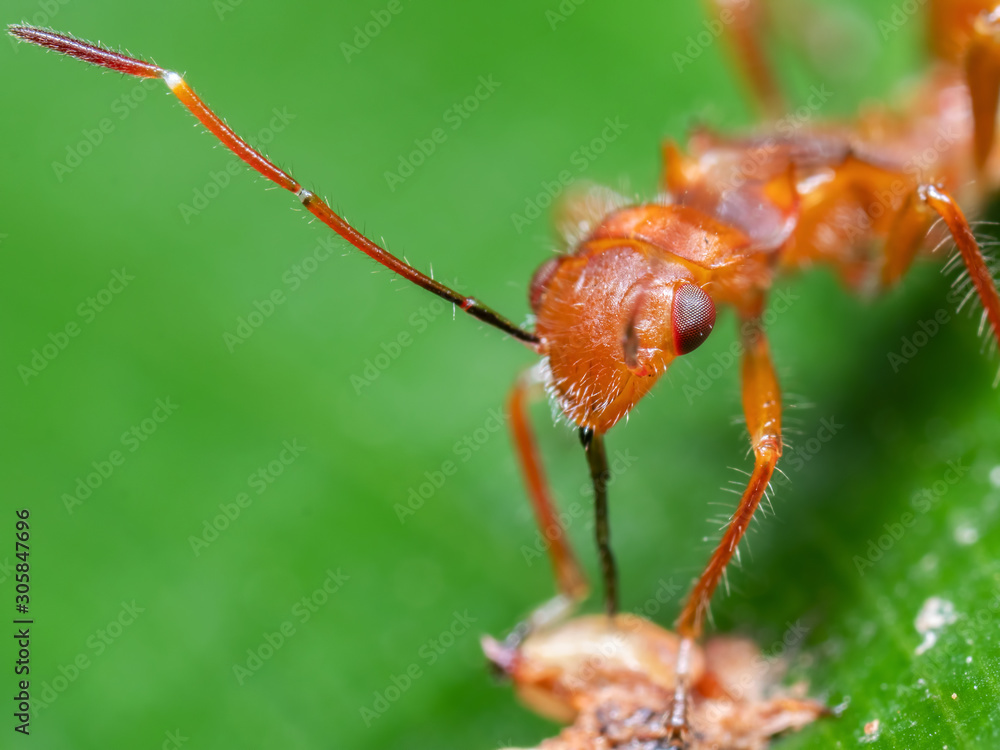 Macro Photo of Assassin Bug Eating Dry Bird Poop on Green Leaf Macro Photo of Assassin Bug Eating Dry Bird Poop on Green Leaf