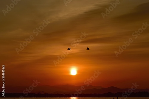朝焼けをバックにのんびりと飛ぶカワウの情景 © Scott Mirror