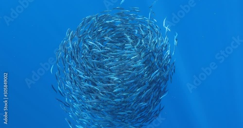 Bait ball of sardines and Mackerel in Magadalena Bay, Baja Califonnia Sur, Mexico. photo