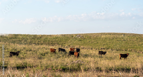 Dawn at extensive cattle farm in southern Brazil1