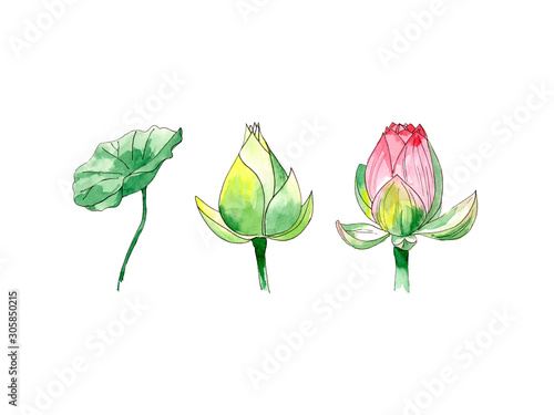 Watercolor drawing of Lotus flowers.