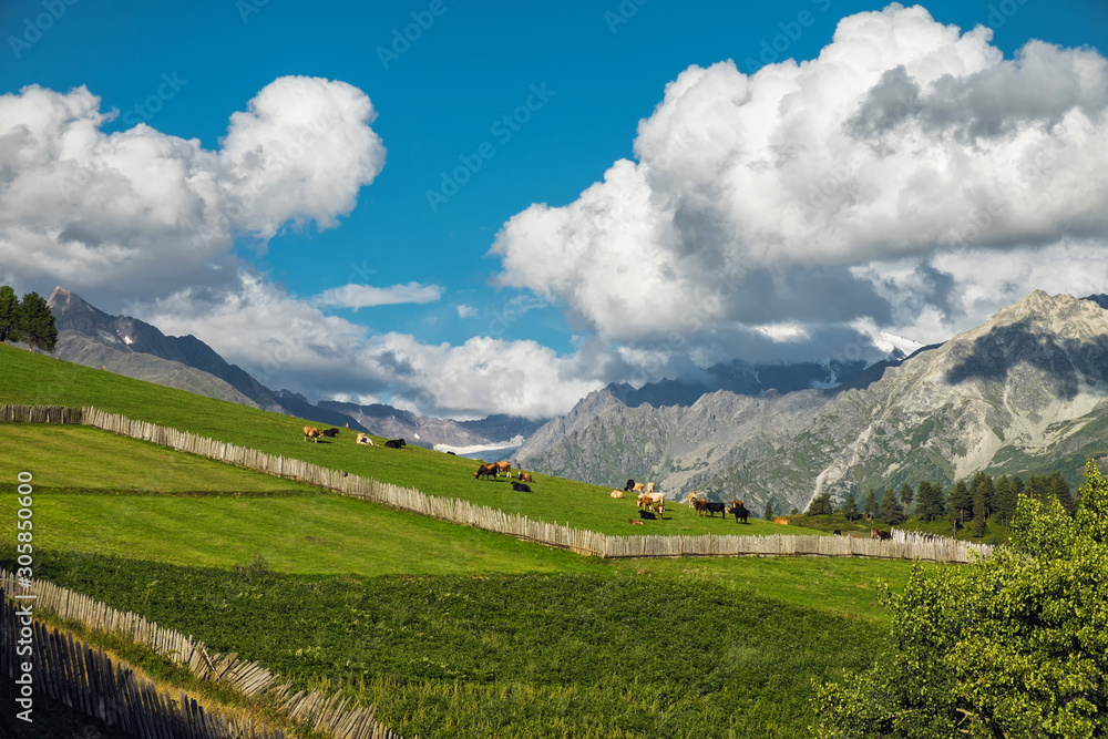 Fototapeta premium Picturesque landscape with pasture fields cows below huge snowy mountain hiding in clouds