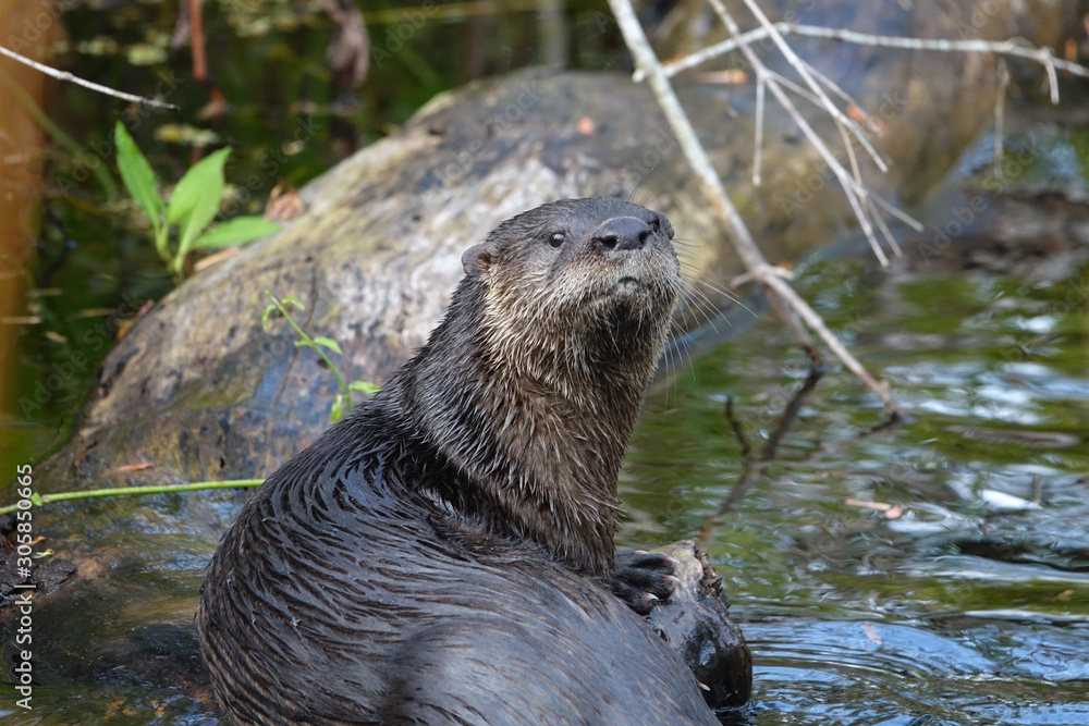 Front and Side View of Florida Otter Watching from Log in Bird Rookery Swamp Florida Front and Side View of Florida Otter Watching from Log in Bird Rookery Swamp Florida