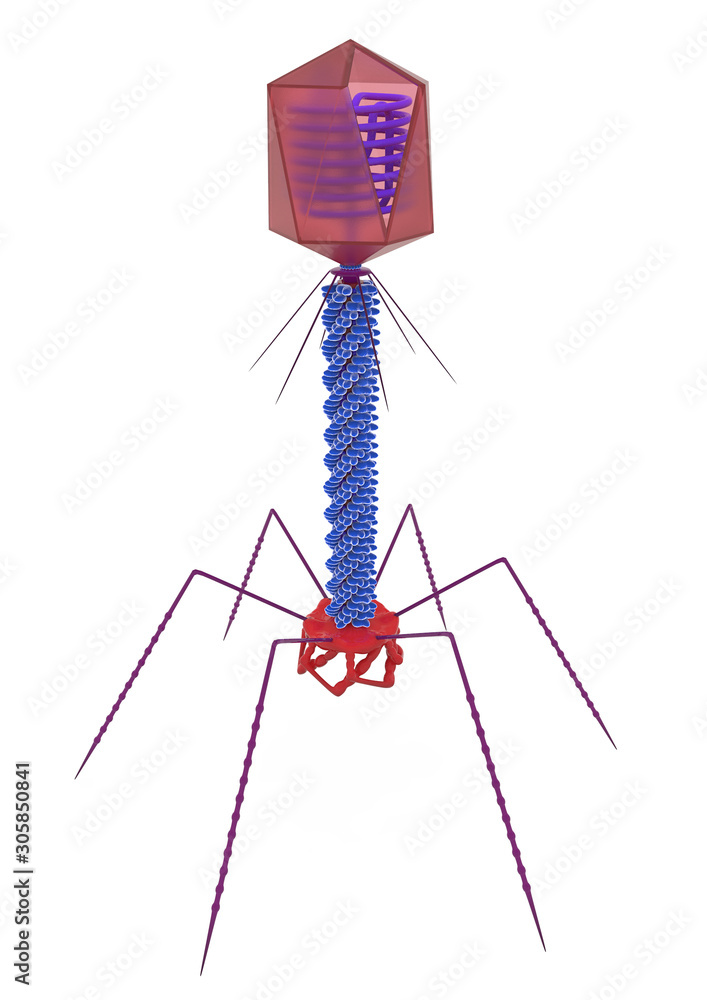 bacteriophage structure 3d illustration, Biology, virus
