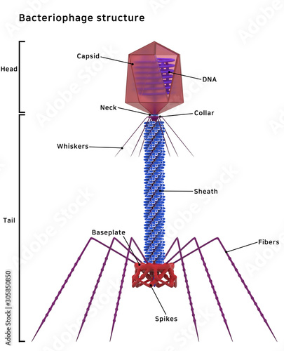 bacteriophage structure 3d illustration, Biology, virus photo