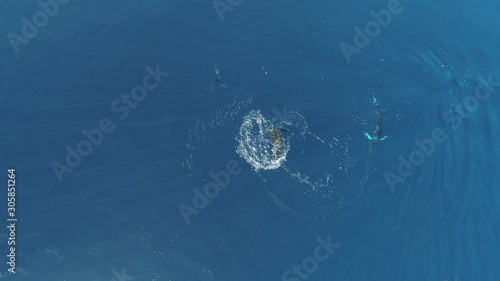 Aerial shots of Stripped marlin hunting and feeding in a baitball in Magdalena Bay, Baja California Sur, Mexico.