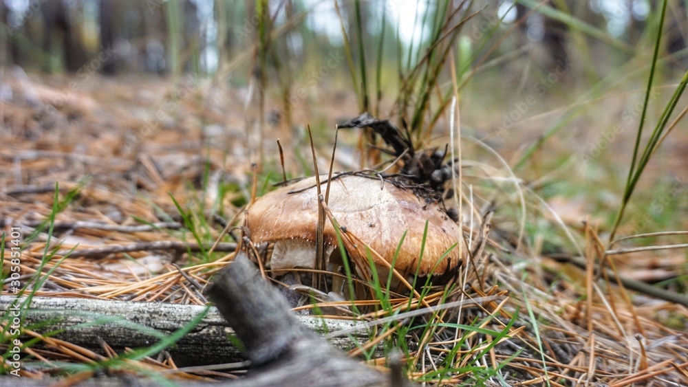 Fototapeta premium Edible mushroom oiler grows in the autumn forest.