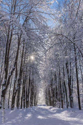 Winter snowy road. Alley Snowy weather in the park. Branches of trees in the snow. The sun shines. Sun rays in the winter forest