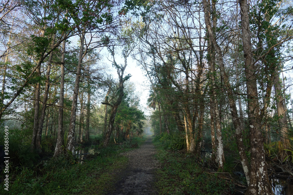 Fototapeta premium Pathway Through Bird Rookery Swamp in the Morning