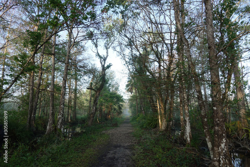 Pathway Through Bird Rookery Swamp in the Morning
