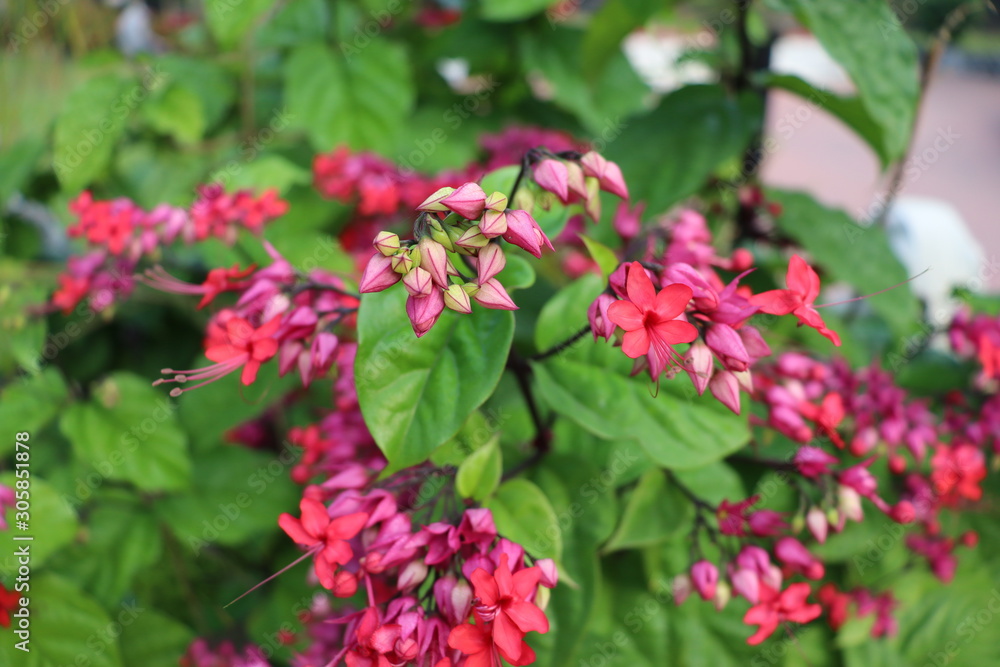 Flower of Assam, stock image Flower of Assam, stock image