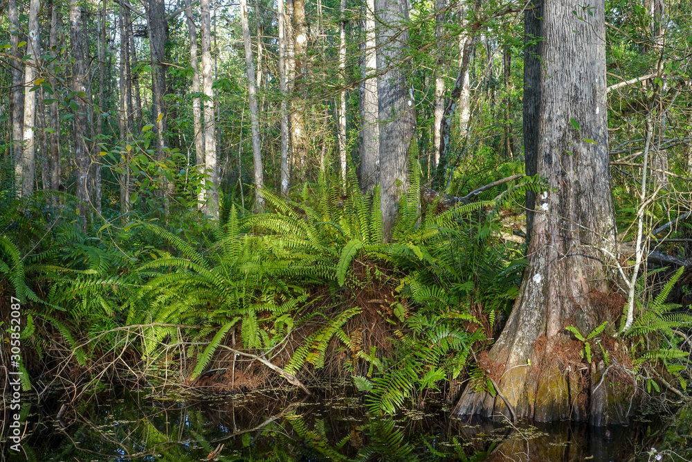 Ferns on Log in Cypress Swamp in Florida Ferns on Log in Cypress Swamp in Florida