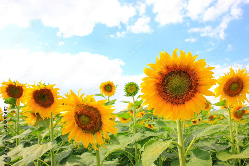 Sunflower in the field with cloudy blue sky and Sunflower of blooming nature. Selective focus . Sunflower in the field with cloudy blue sky and Sunflower of blooming nature. Selective focus .