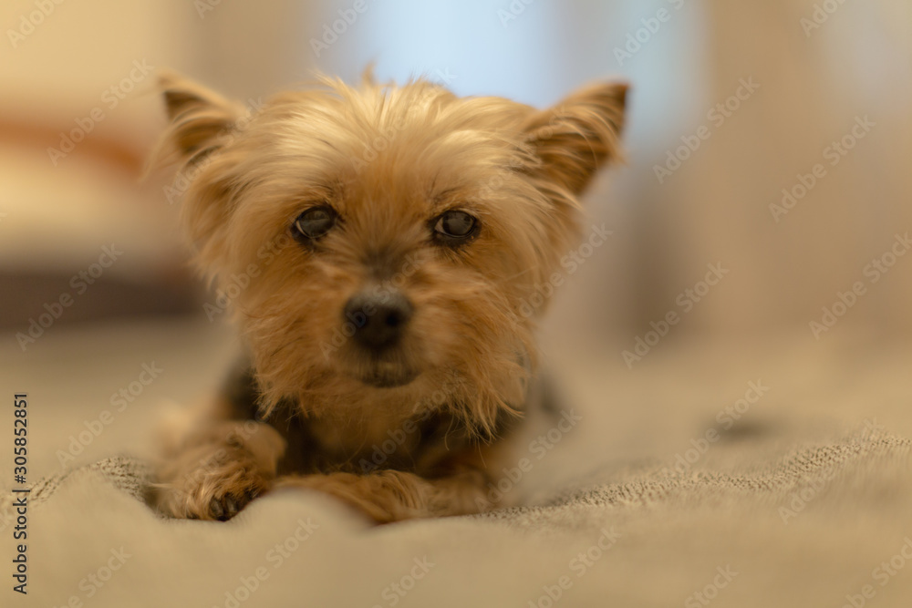 Very cute portrait of Yorkshire Terrier dog Very cute portrait of Yorkshire Terrier dog