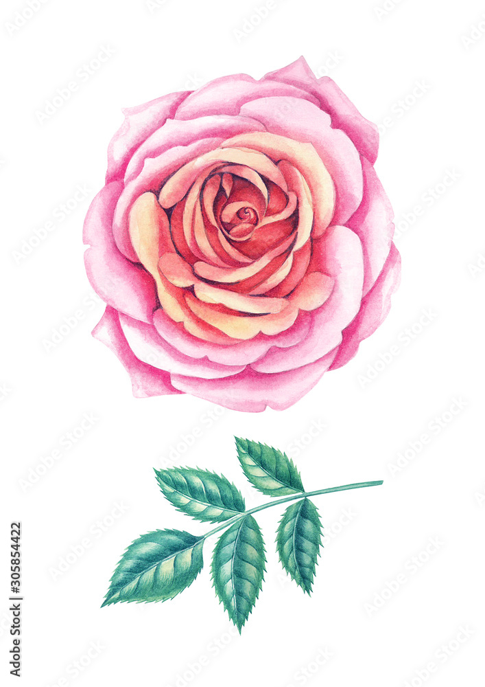 rose rose