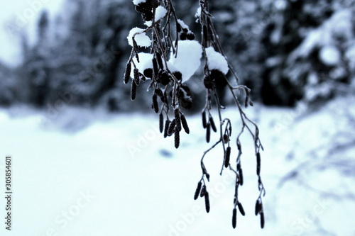 Birch buds in the winter forest. © Artem