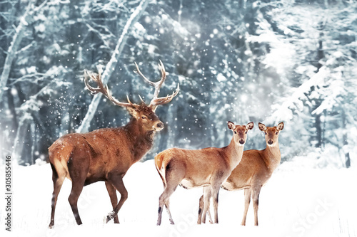 Beautiful Deer male  with big horns and deer female in the winter snowy forest. Christmas wonderland. © delbars