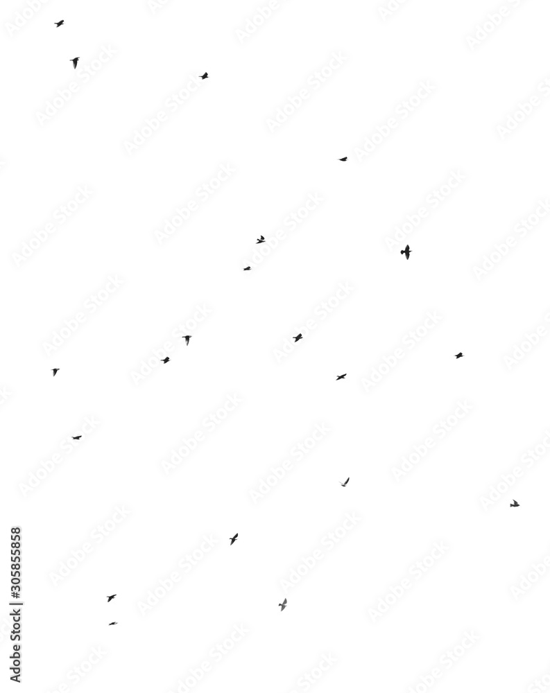 Flock of birds isolated on white background Flock of birds isolated on white background