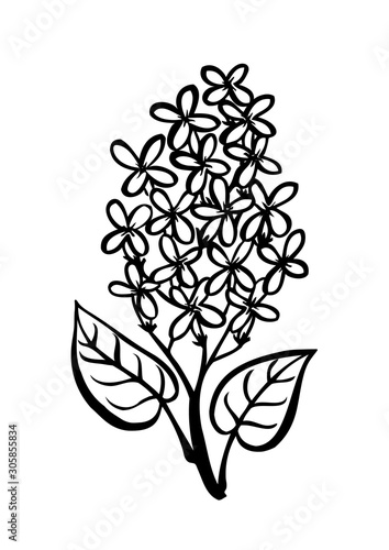 Lilac branch illustration. Can be used as print, postcard, packaging design, element design, template, textile design, sticker, tattoo and so on. photo