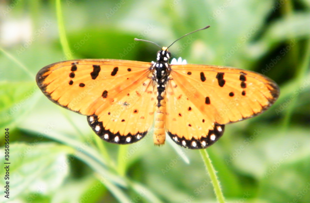 Moth Butterfly (Rhopalocera) Insect Animal on Green Plant Leaves. Nature Blooms. Moth Butterfly (Rhopalocera) Insect Animal on Green Plant Leaves. Nature Blooms.