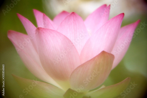 Close-up shot of a pink lotus that is fully blooming, showing the freshness, beauty and purity of the flower © Konlon
