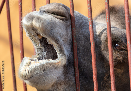 Camel asks for food at the zoo photo