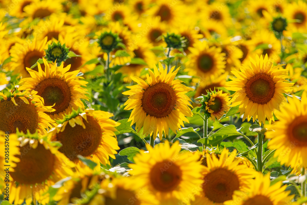 Sunflowers grow in the field Sunflowers grow in the field