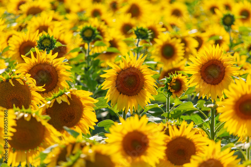Fototapeta Naklejka Na Ścianę i Meble -  Sunflowers grow in the field