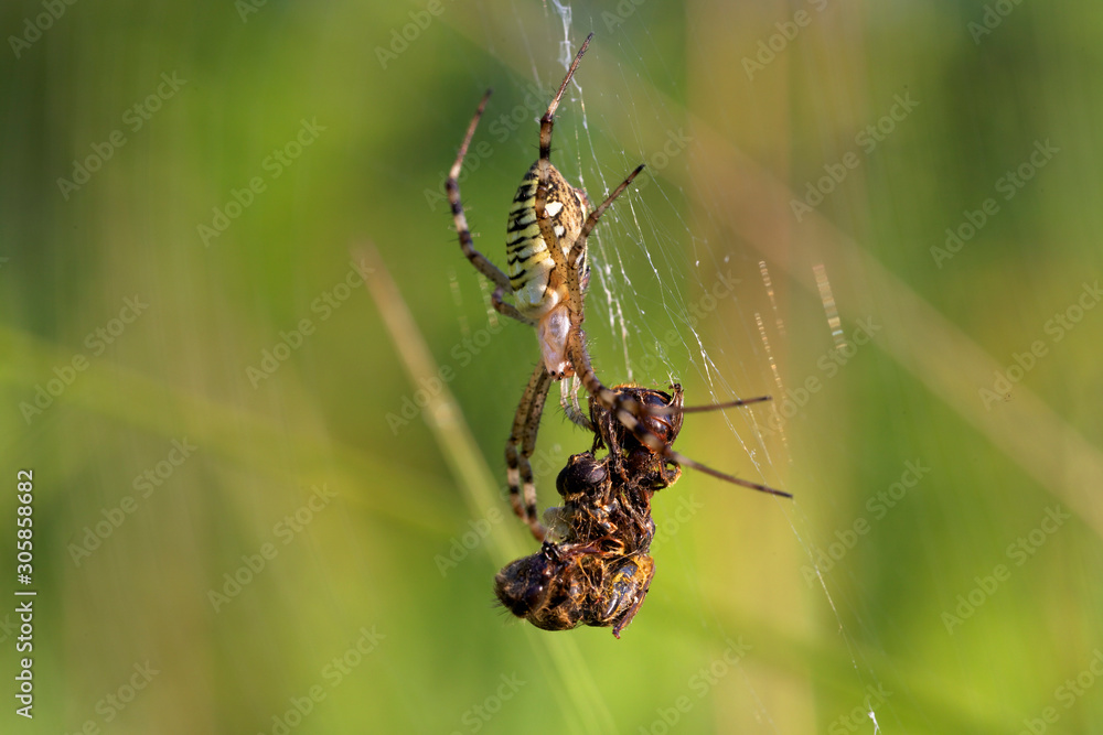 Argiope bruennichi (wasp spider) with a prey Argiope bruennichi (wasp spider) with a prey