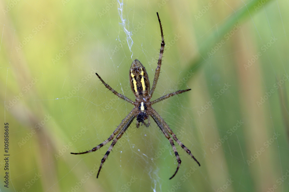 Argiope bruennichi (wasp spider) on the web Argiope bruennichi (wasp spider) on the web