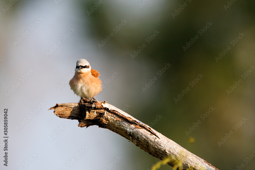 Naklejka premium The red-backed shrike (Lanius collurio) perched on the branch