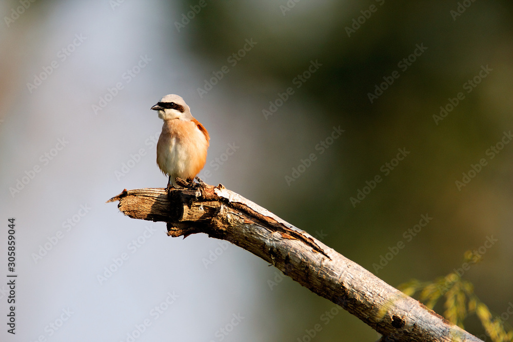 The red-backed shrike (Lanius collurio) perched on the branch