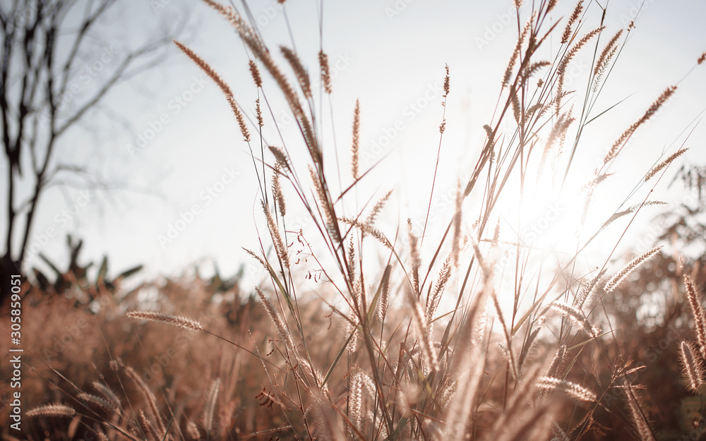Fototapeta premium Wilted grass in early autumn