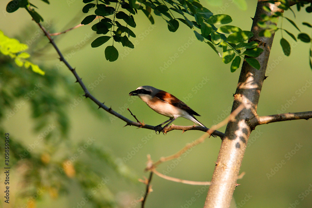 The red-backed shrike (Lanius collurio) perched on the branch The red-backed shrike (Lanius collurio) perched on the branch