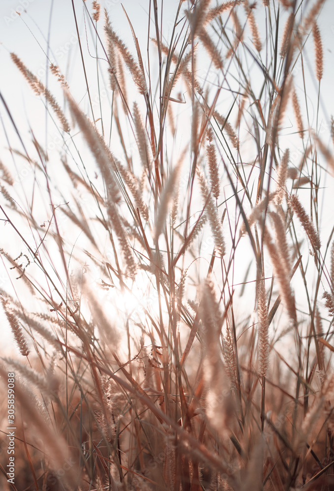 Fototapeta premium Wilted grass in early autumn