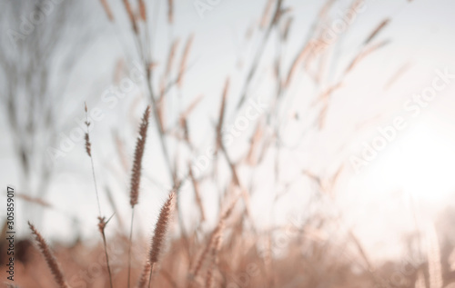 Wilted grass in early autumn