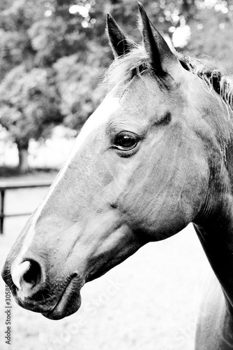 Black & white horse face © MK3 Design