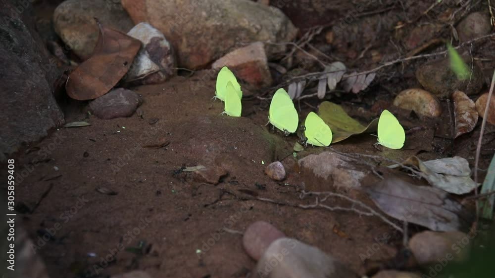 Little yellow butterflies (Eurema hecabe) during breeding season spotted near Veal Pouch Waterfall in Kompong Trach Mountain Kampot, Cambodia Little yellow butterflies (Eurema hecabe) during breeding season spotted near Veal Pouch Waterfall in Kompong Trach Mountain Kampot, Cambodia