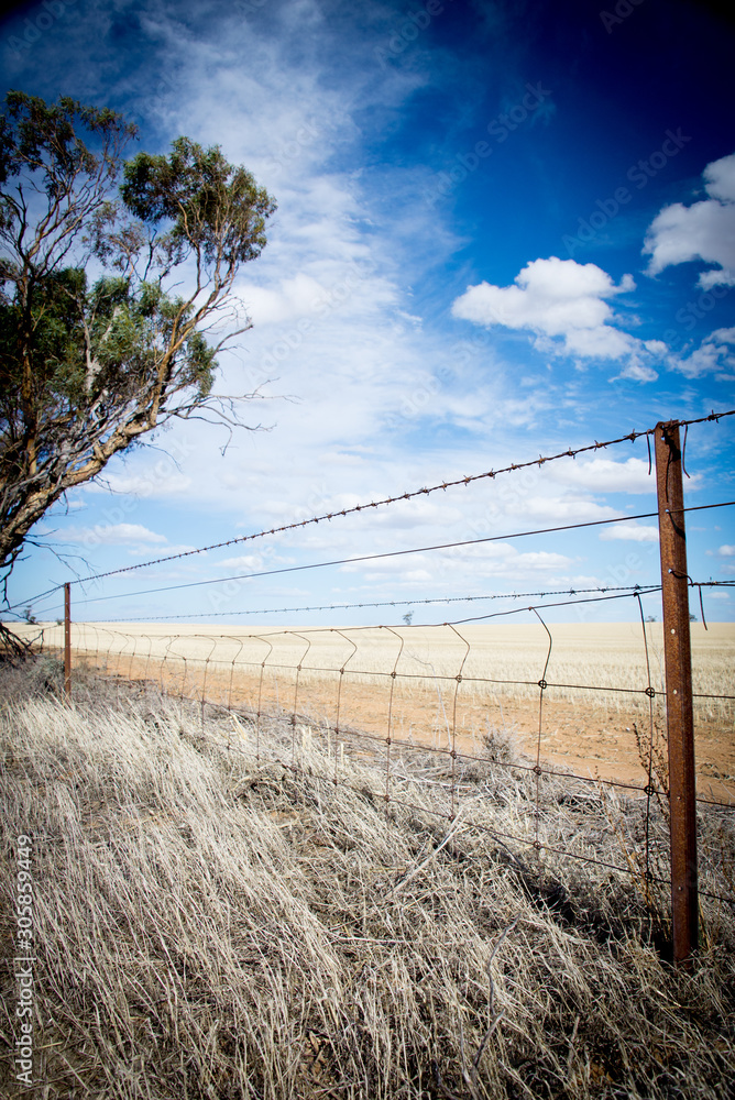 sunny South Australian barb wire fence in front of wheat field