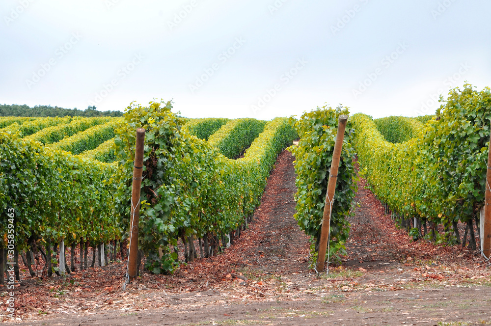 Obraz premium Vineyard