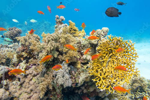 Colorful coral reef at the bottom of tropical sea, yellow fire coral and anthias fishes, underwater landscape.