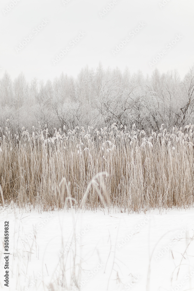 grass in the snow grass in the snow