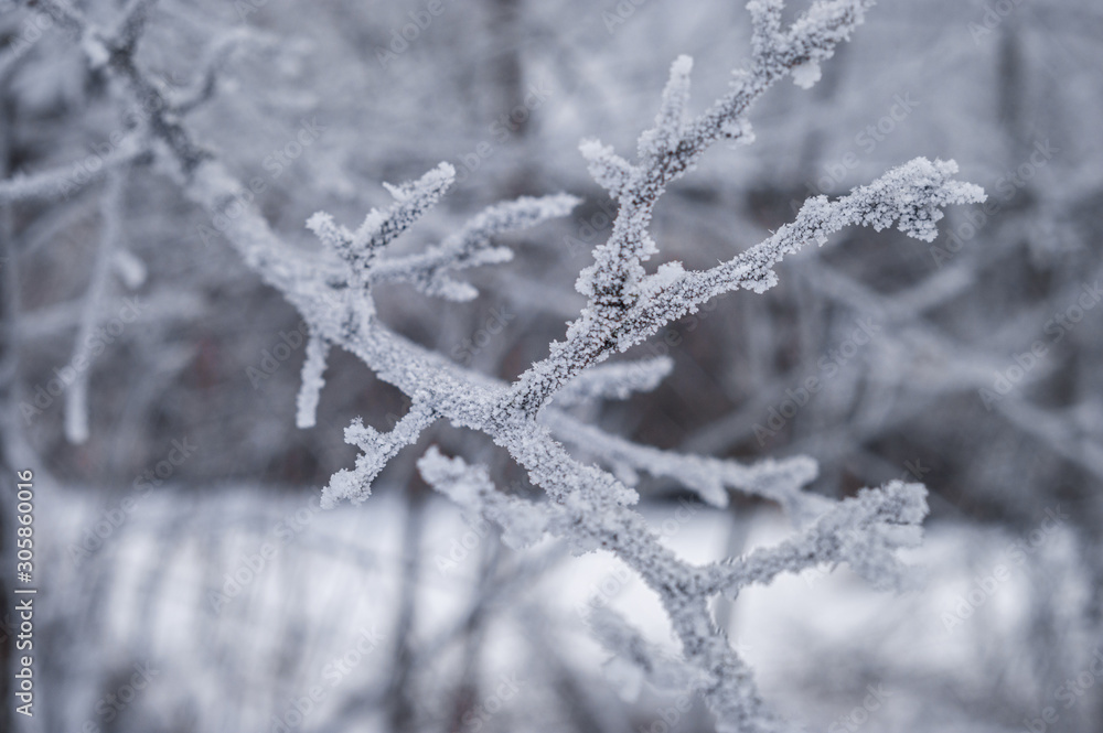 Branches of trees, covered with ice, Winter, Frost