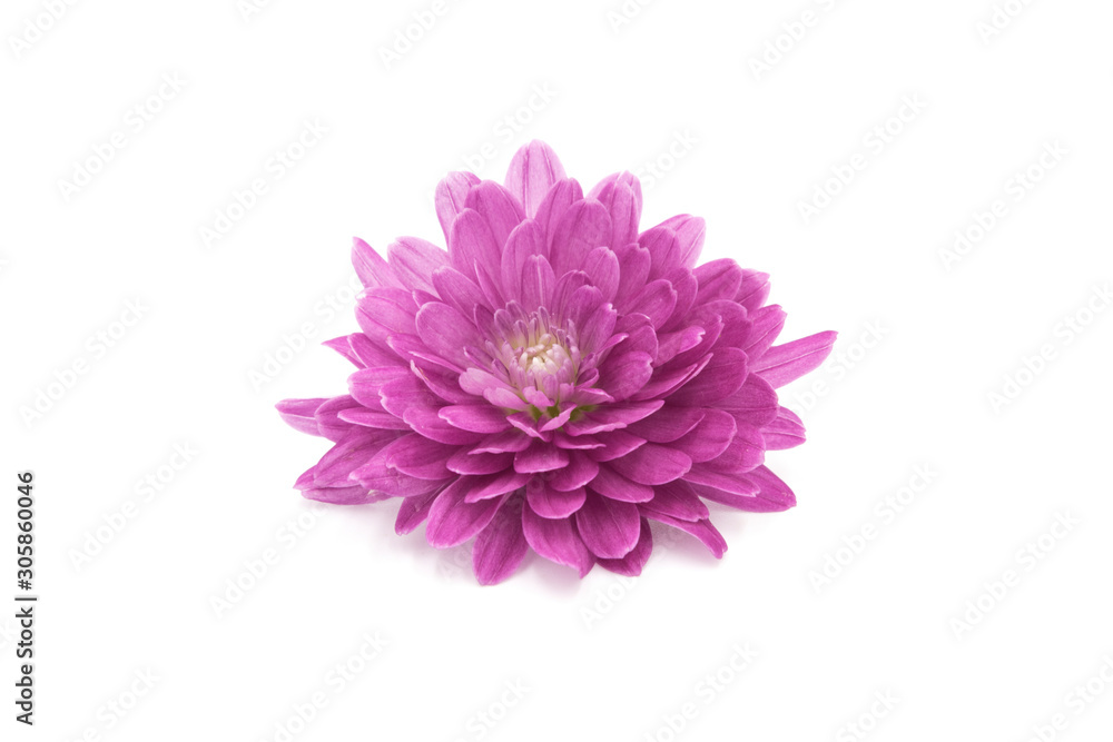 One blooming pink chrysanthemum closeup isolated on white background