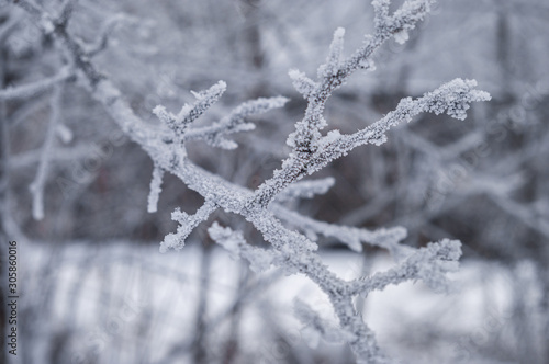 Branches of trees, covered with ice, Winter, Frost