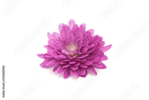 One blooming pink chrysanthemum closeup isolated on white background