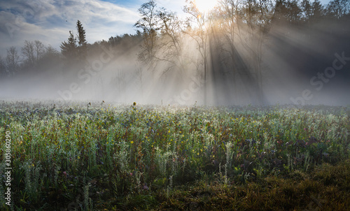 Morgentau am Herbstfeld