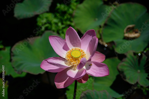 Pink Lotus Close-up  Bali  Indonesia